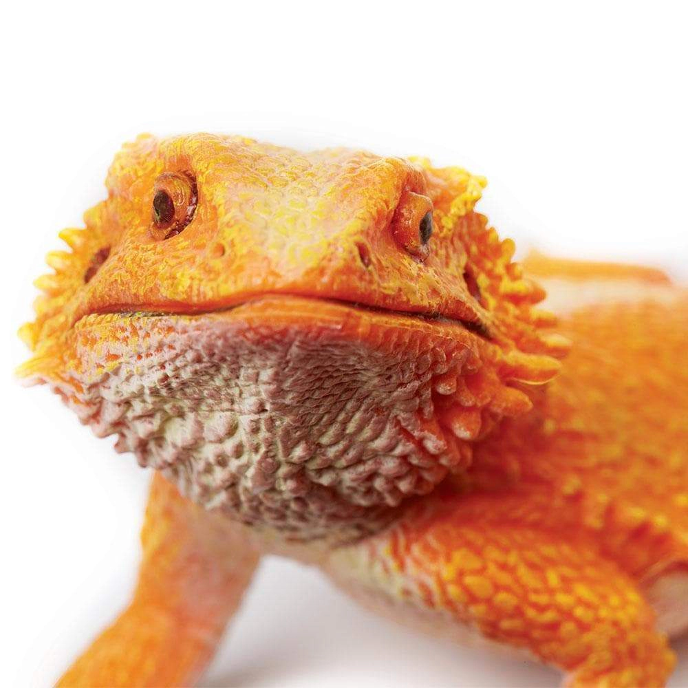 Safari Ltd. - Bearded Dragon Kids Toy Figure