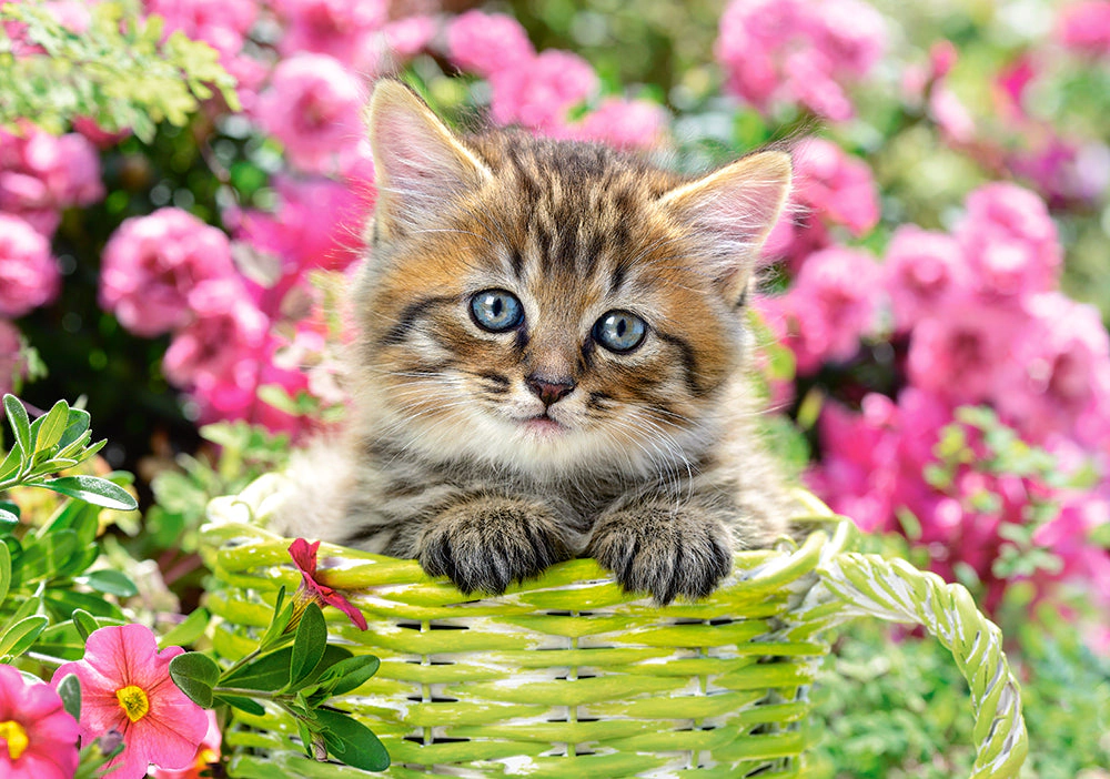 CASTORLAND 500 Piece Jigsaw Puzzles, Kitten in Flower Garden, Cat puzzle, Kittie puzzle, Cute cat, B-52974