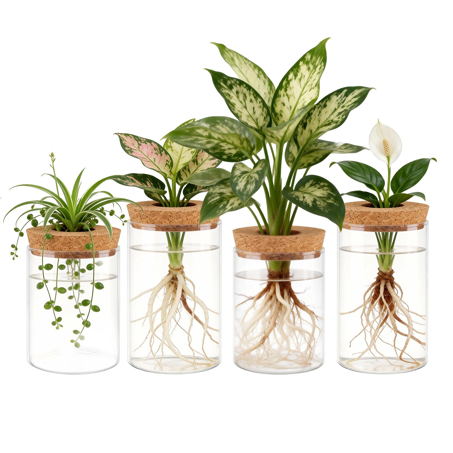 GBruno Glass Propagation Stations With Cork Lids