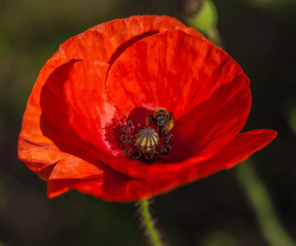 Jonsteen Company Red Poppy Flower Seed Grow Kit - Papaver rhoeas, Approx. 90,000 Seeds (Covers ~1,400 sq ft)