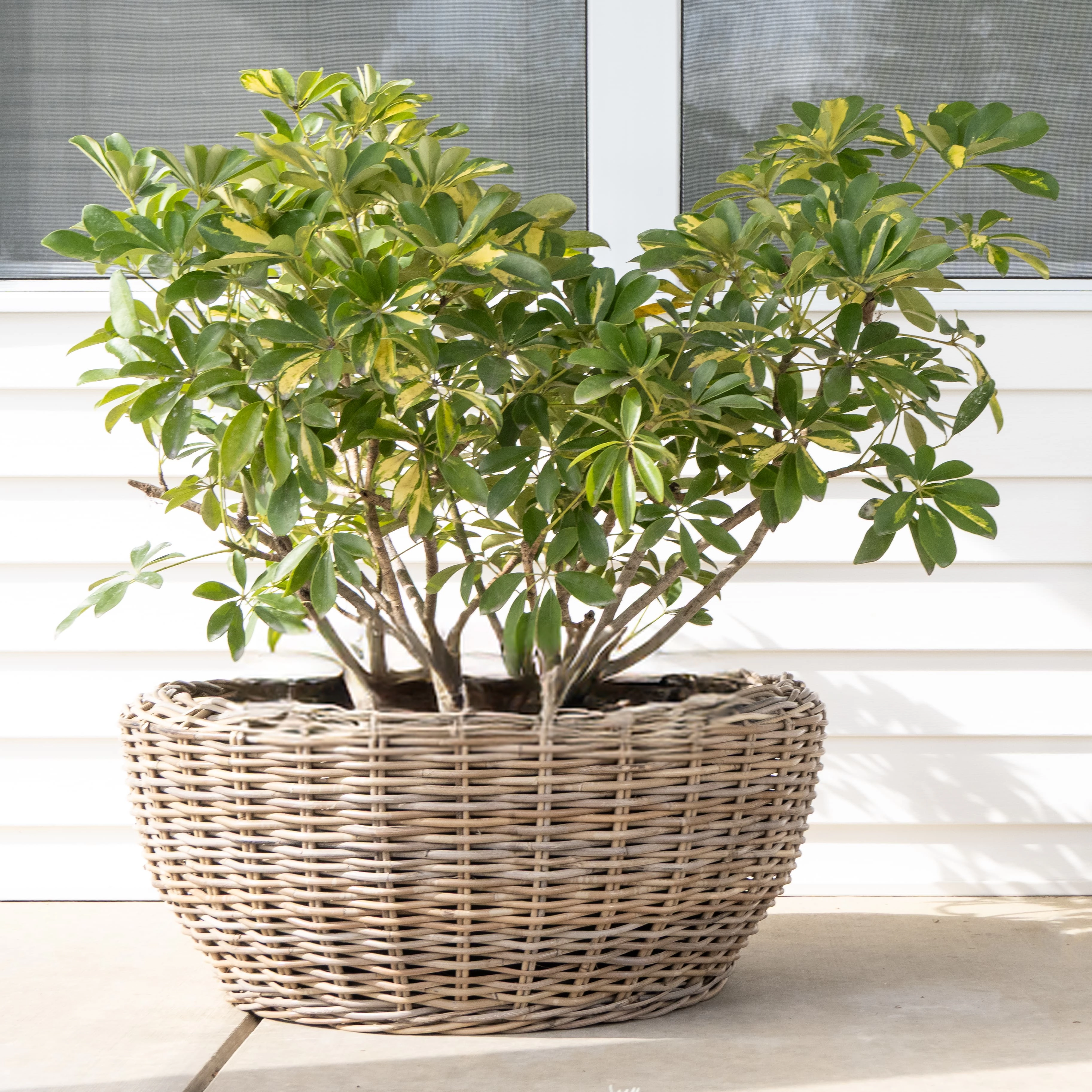 Saboga Home™ Round Belly Planter with Plastic Insert