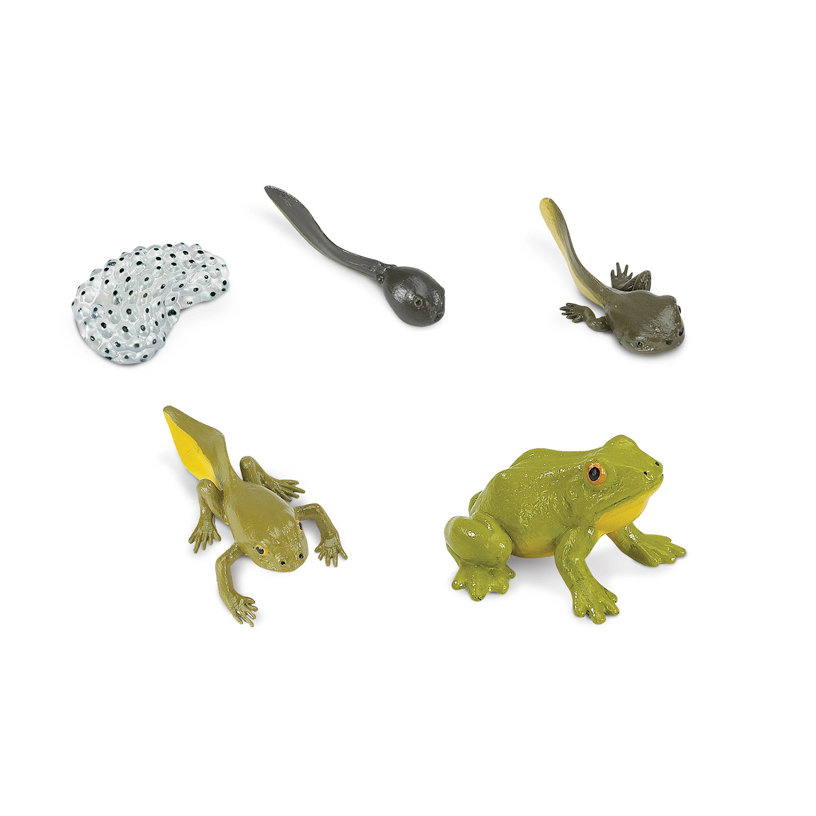 Safari Ltd. - Life Cycle of a Frog Set -Miniature Lifecycle Collection Toy