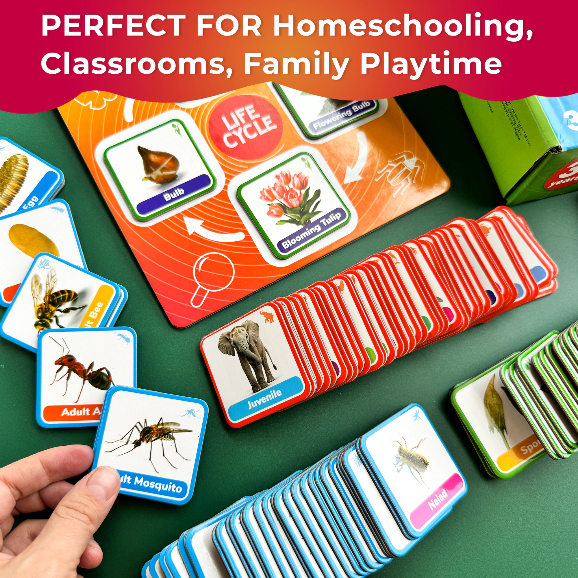 QUOKKA Life Cycle Magnetic Learning Kit, Flash Cards & Science Activities for Preschoolers, Ages 3+