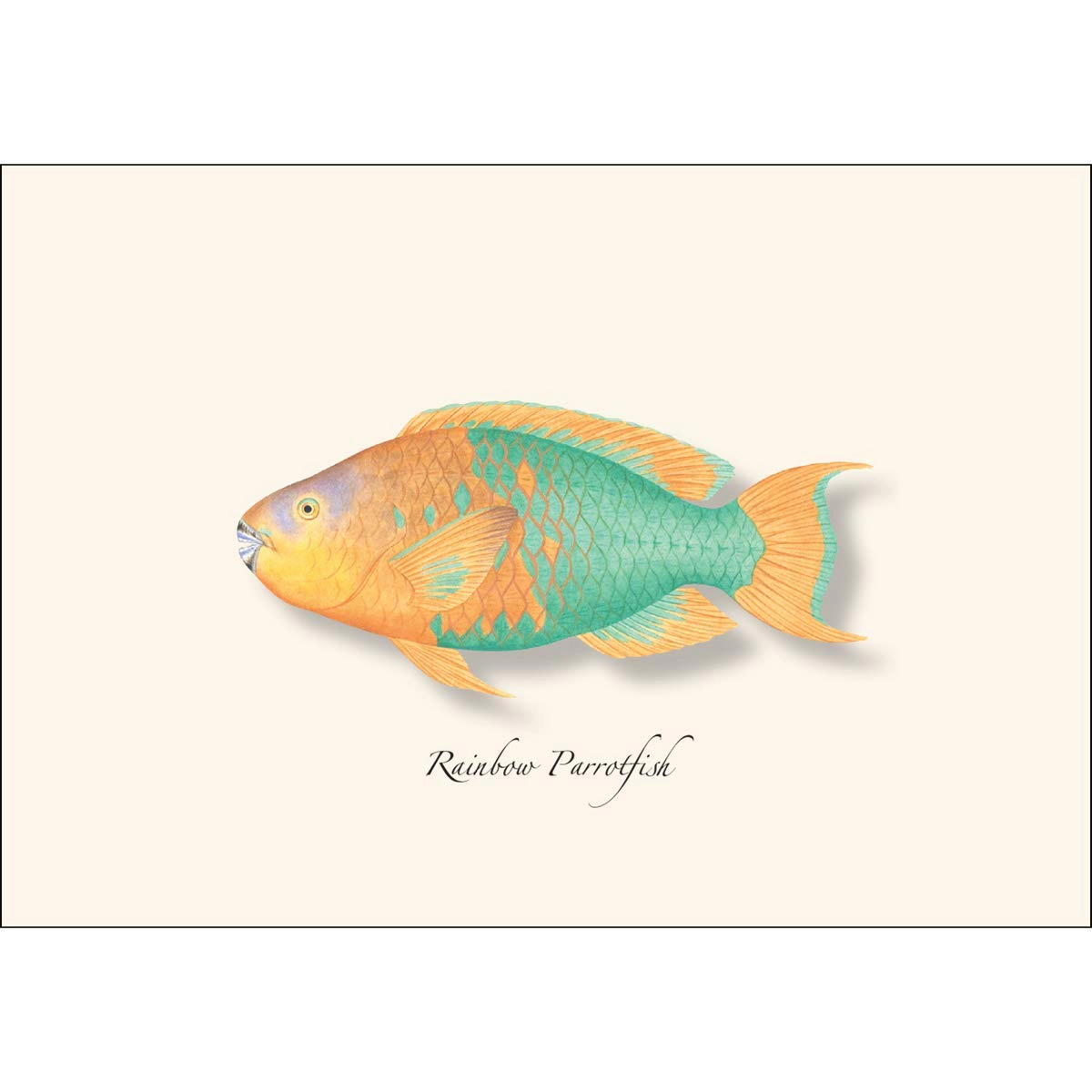 Earth Sky + Water Caribbean Fish Assortment Notecard Set - 8 Blank Cards with Envelopes