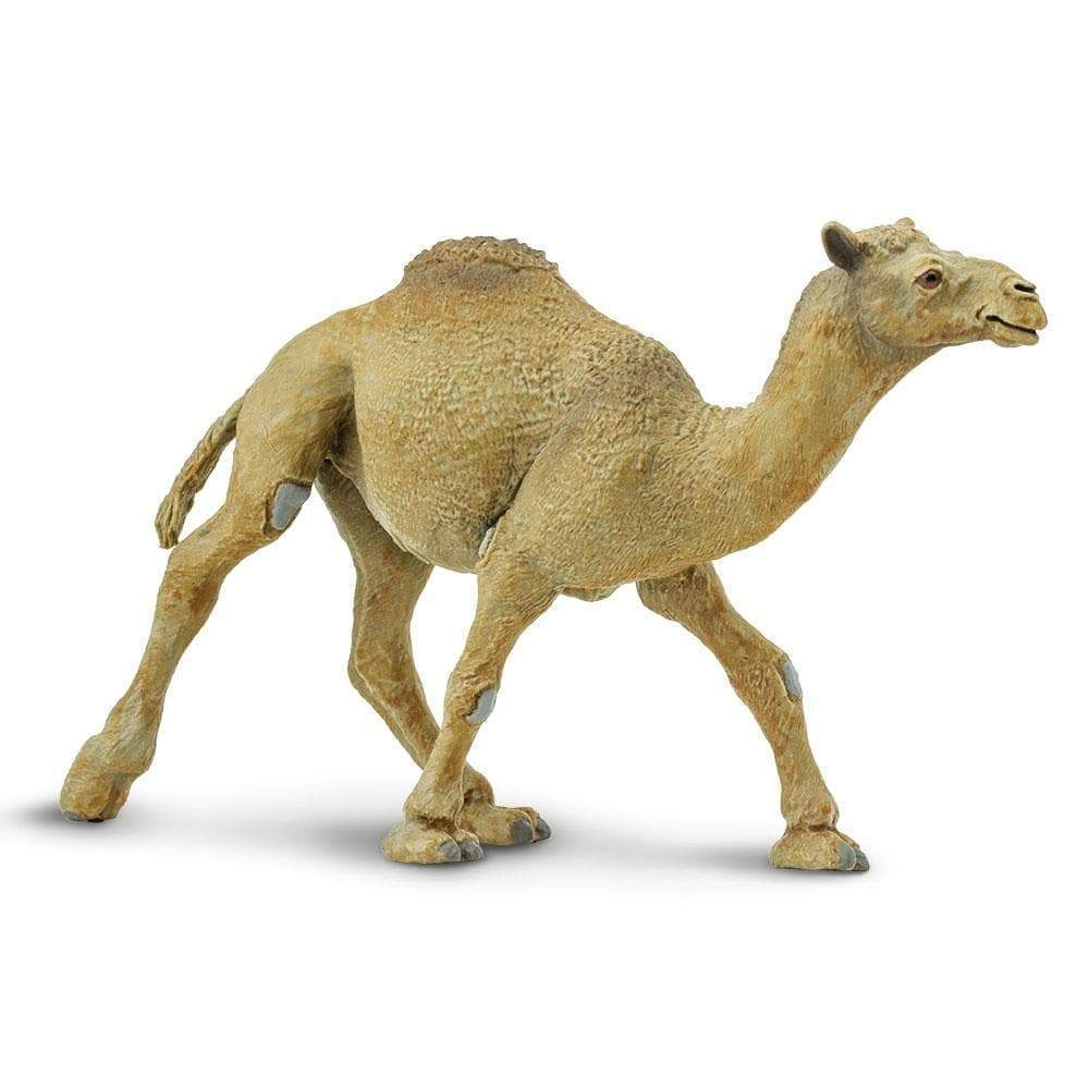Safari Ltd. - Dromedary Camel Kids Toy Figure