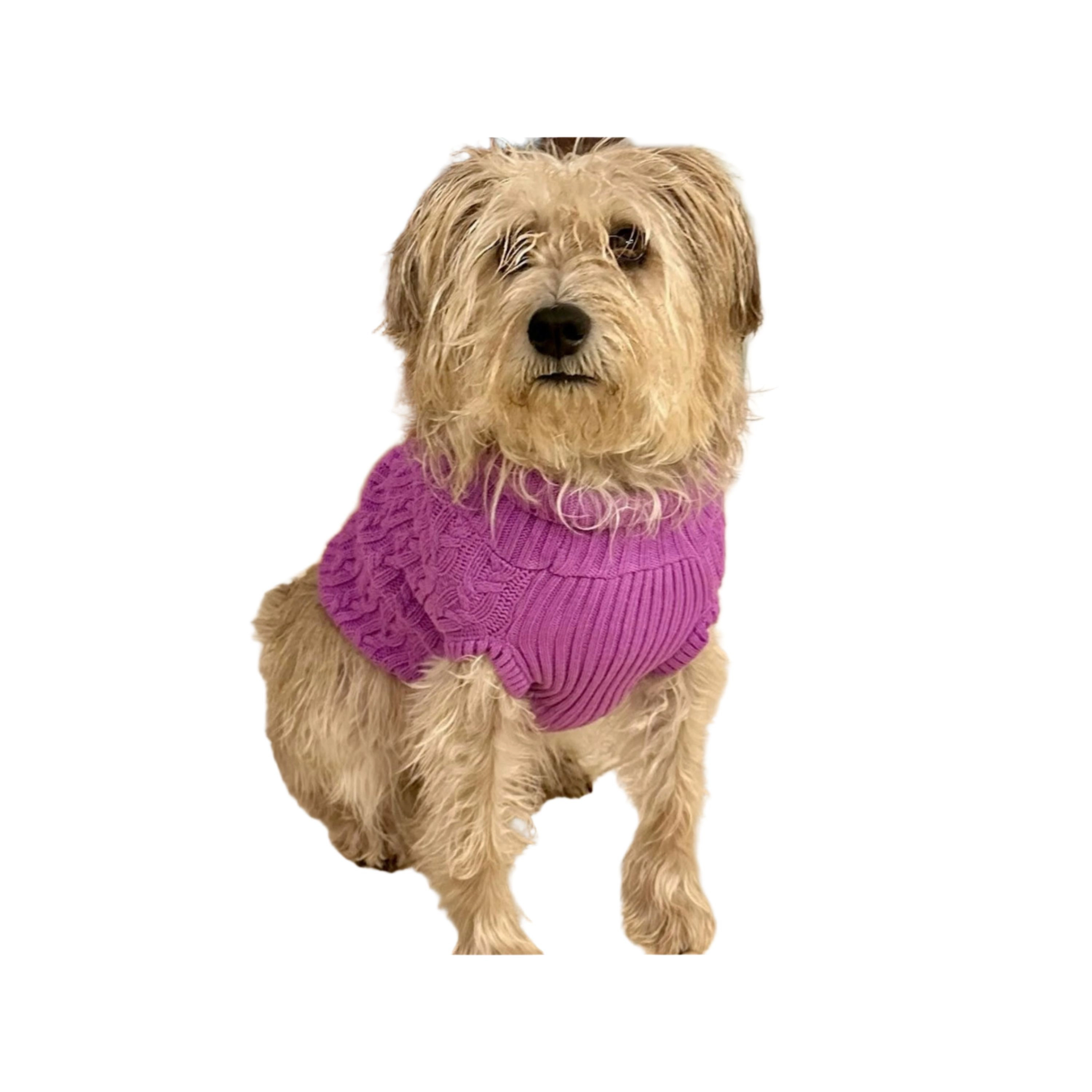 Wear Sierra Dog and Cat Colorful Knitted Turtleneck Sweater