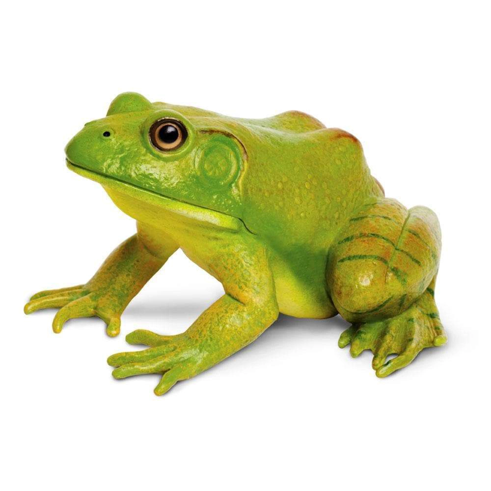 Safari Ltd. - American Bullfrog Kids Toy Figure