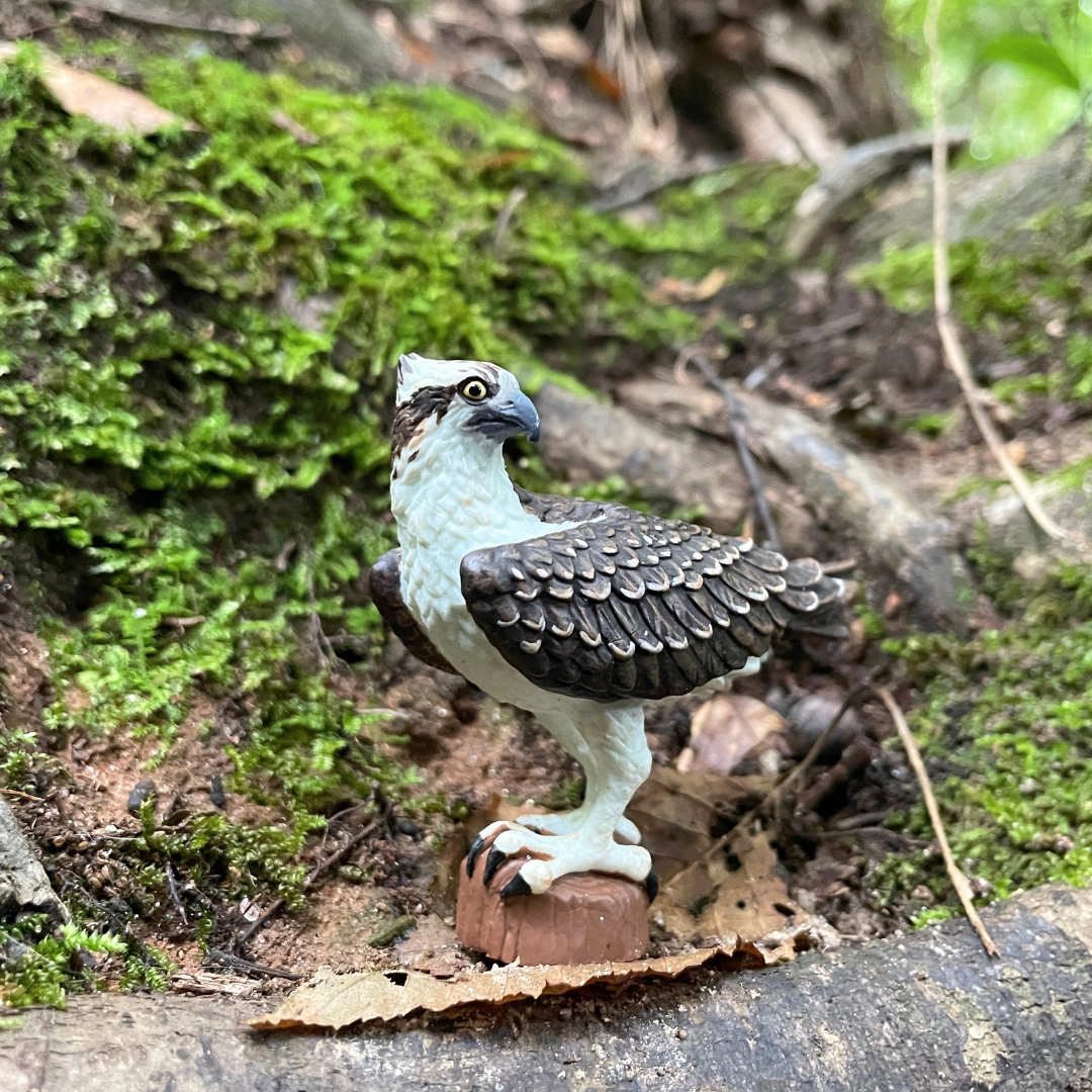 Safari Ltd. - Osprey Kids Toy Figure