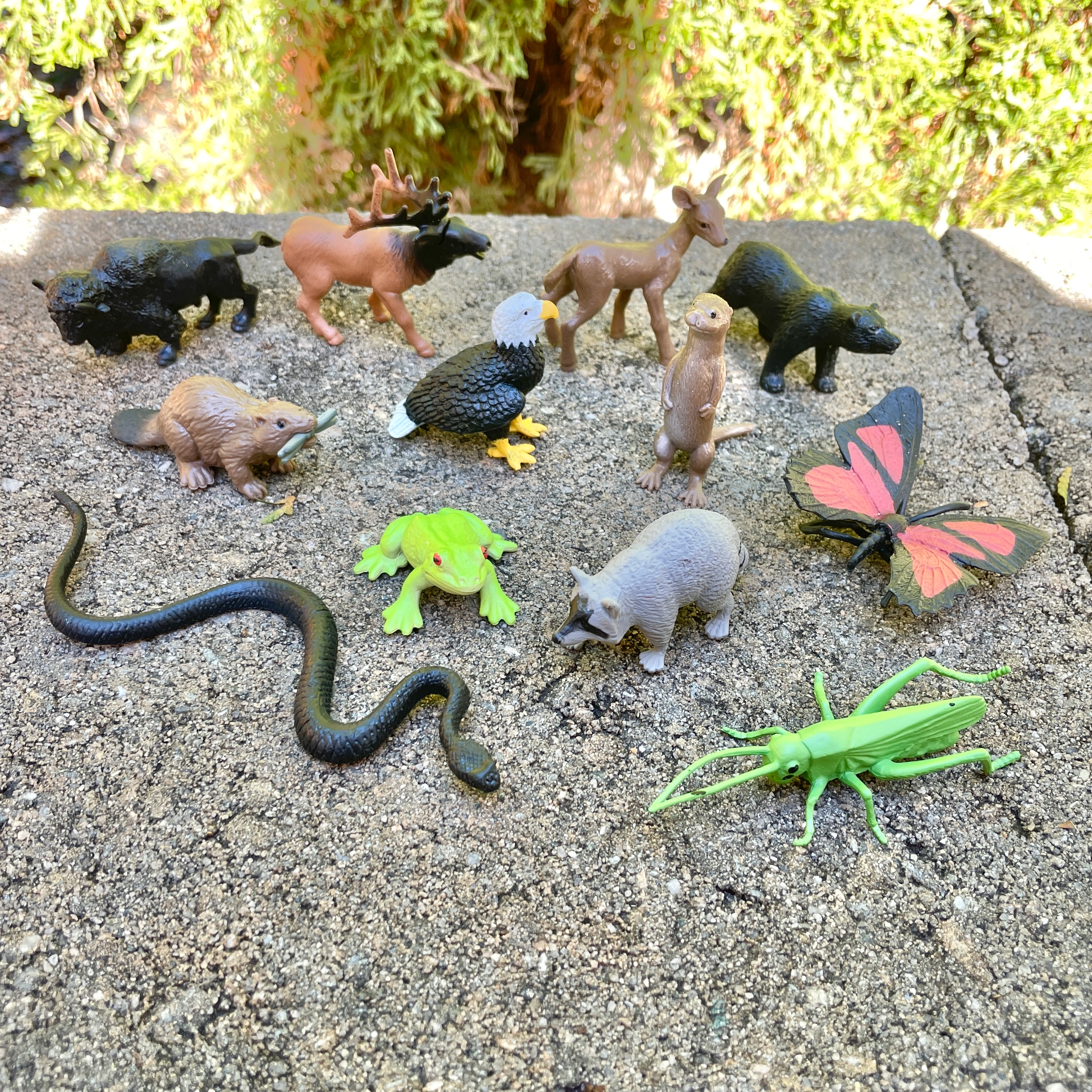 Safari Ltd. - In the Woods TOOB - contains 12 Mini Figurines