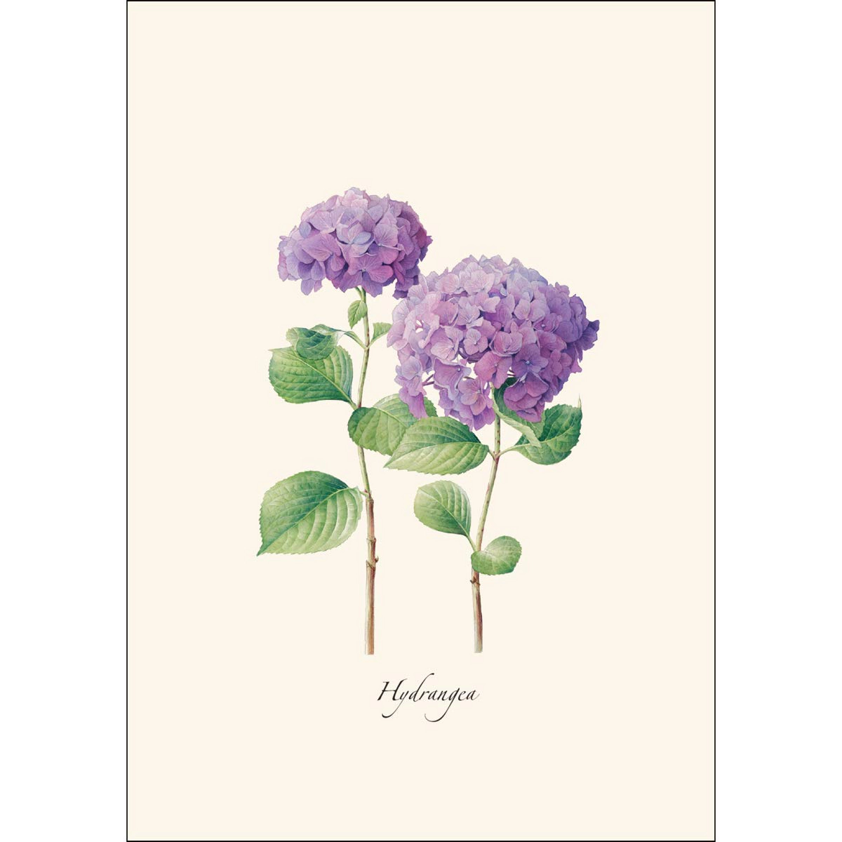 Earth Sky + Water Hydrangea Notecard Set II - 8 Blank 3.5 x 5 in Cards with Envelopes