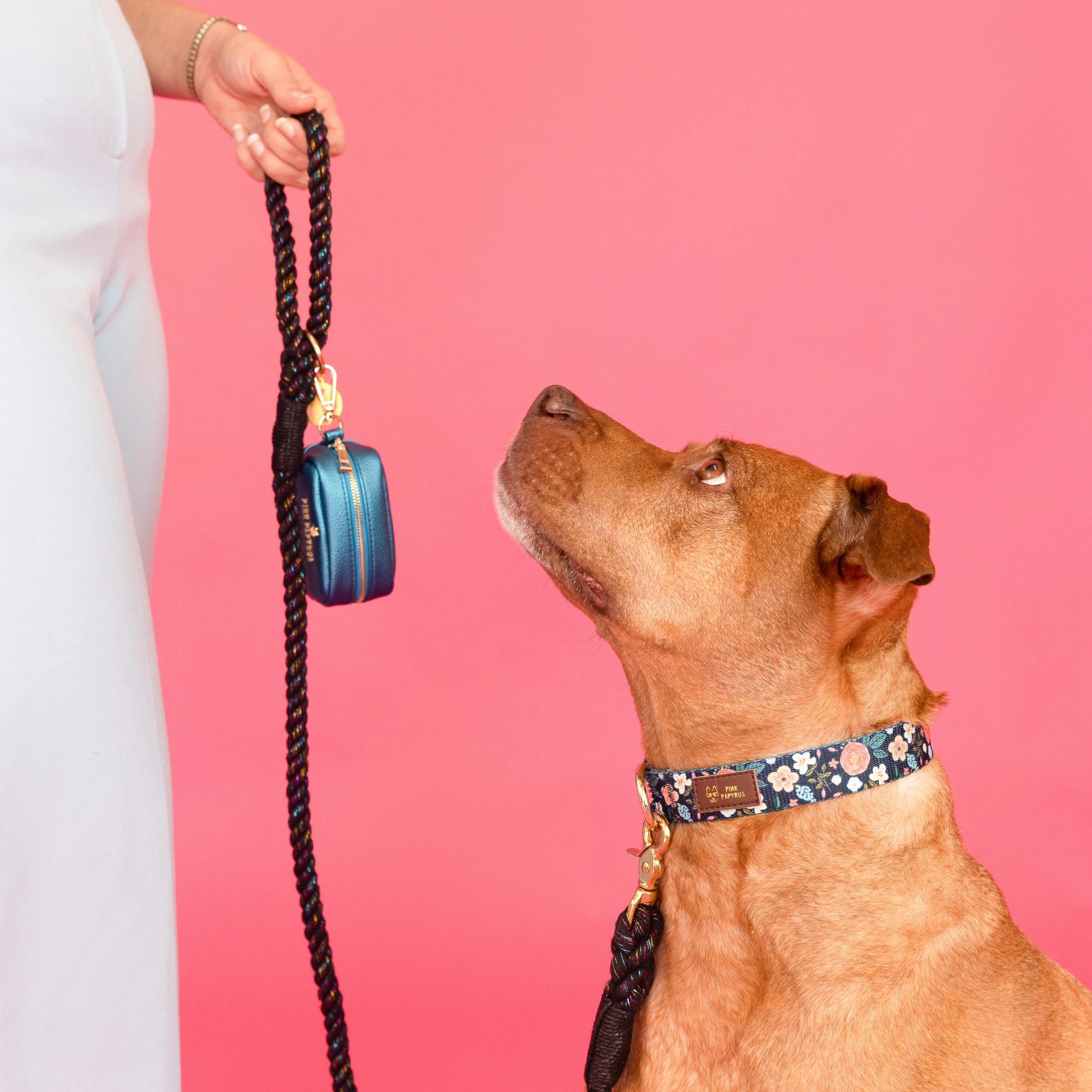 Pink Papyrus Gianna Dog Collar