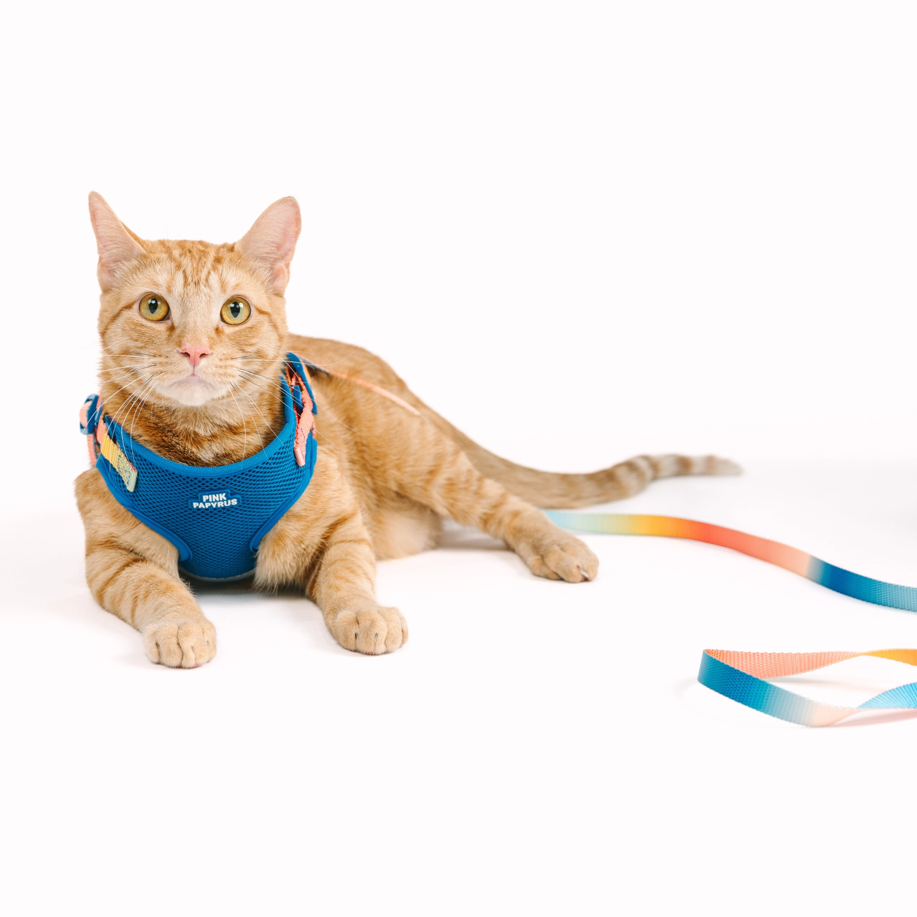 Pink Papyrus Cat Harness and Leash Set