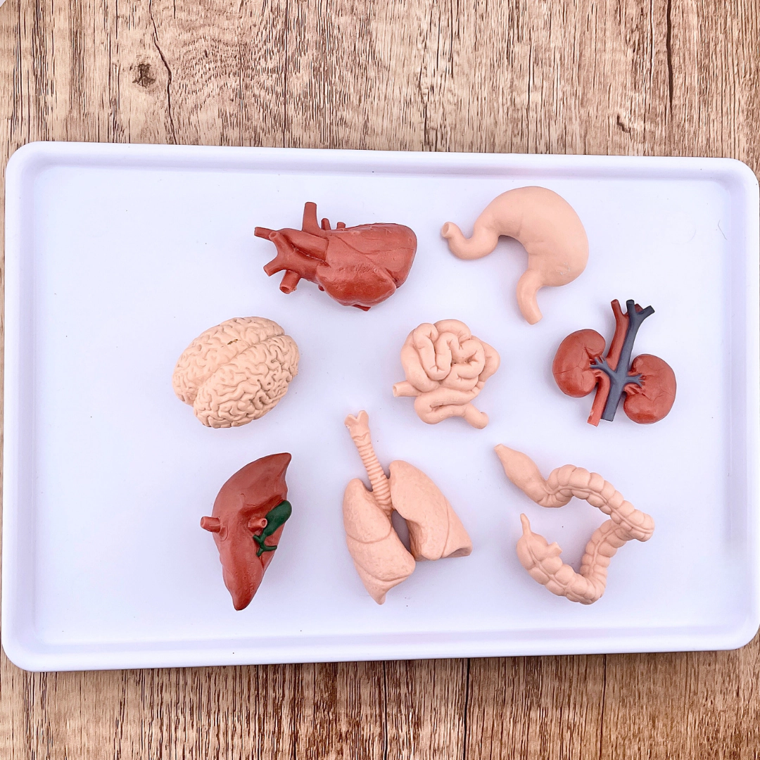 Safari Ltd. - Human Organs TOOB - contains 8 Mini Figurines