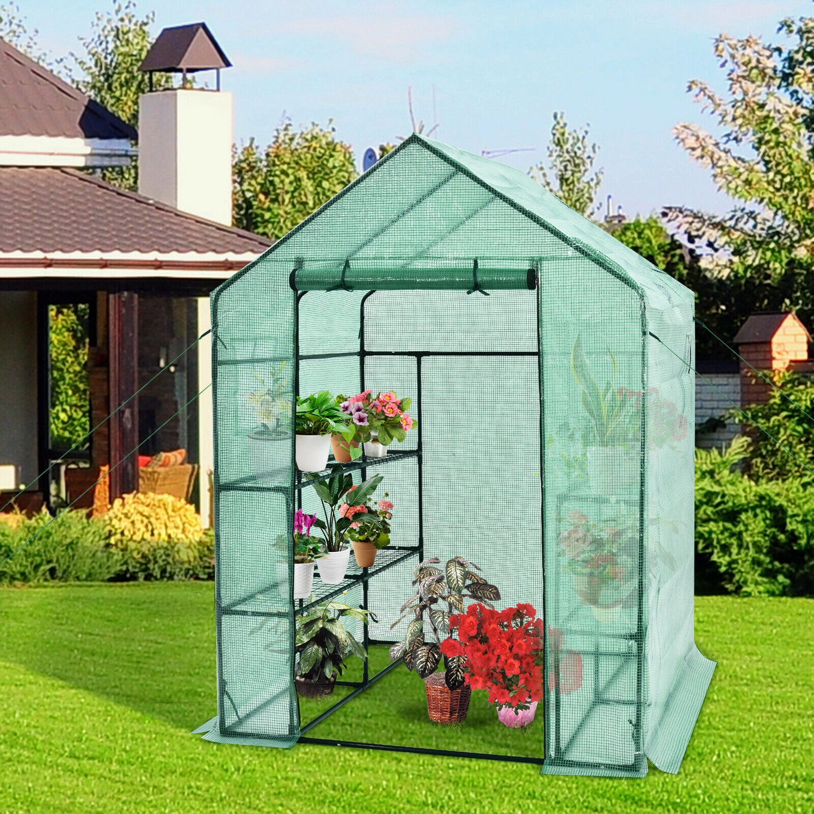 SUGIFT Walk-in Greenhouse 55 x 57 77 with Observation Windows and Roll-up Door