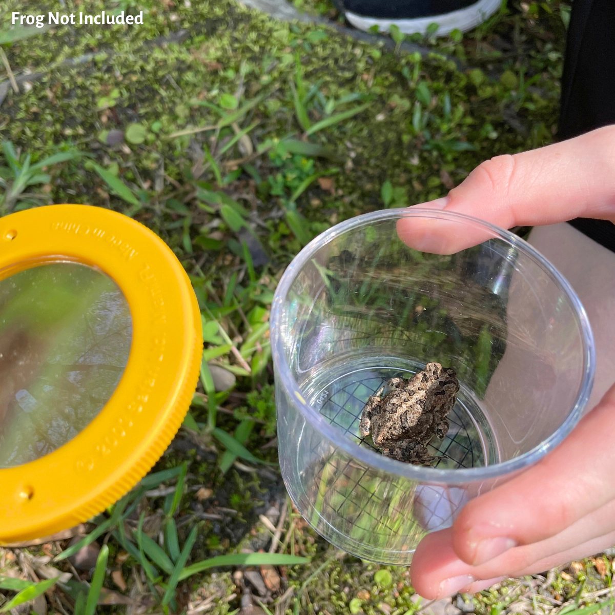 Safari Ltd. - World's Best Bug Jar - Insect Collector for Kids