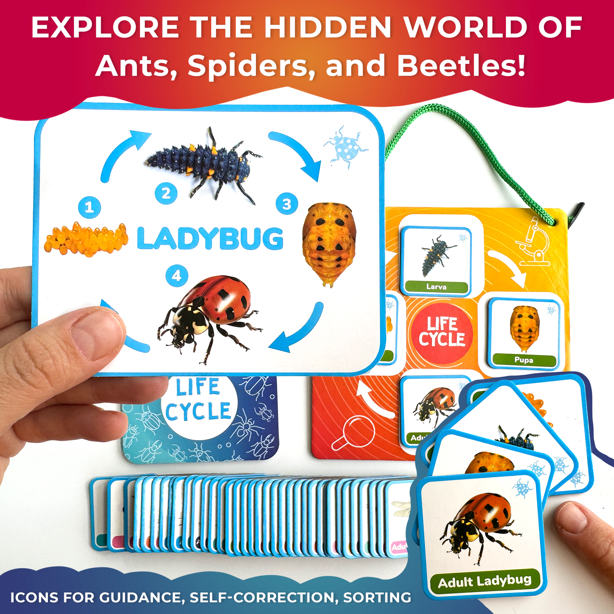 QUOKKA Life Cycle Magnetic Learning Kit, Flash Cards & Science Activities for Preschoolers, Ages 3+
