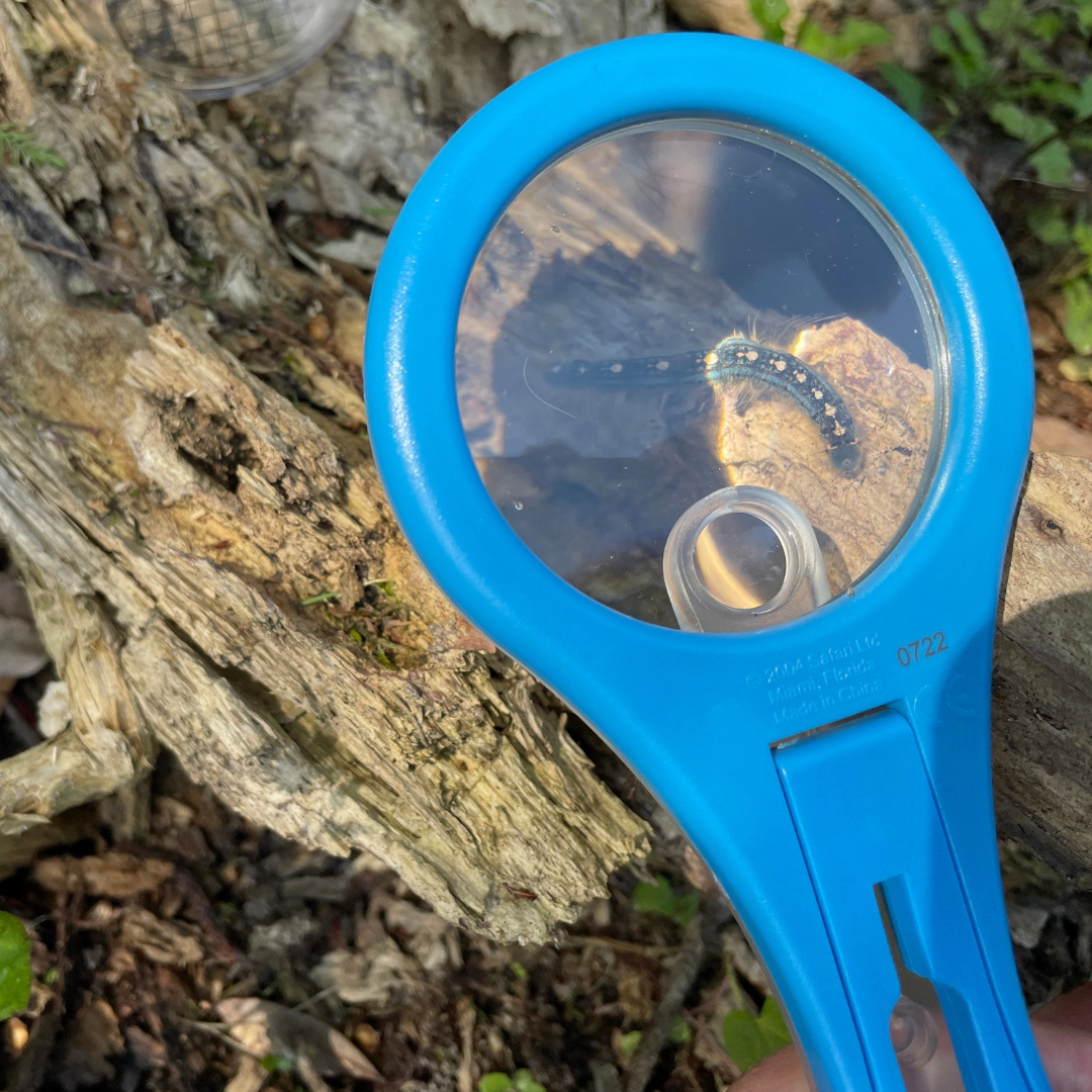 Safari Ltd. - Mega-10 Magnifying Glass