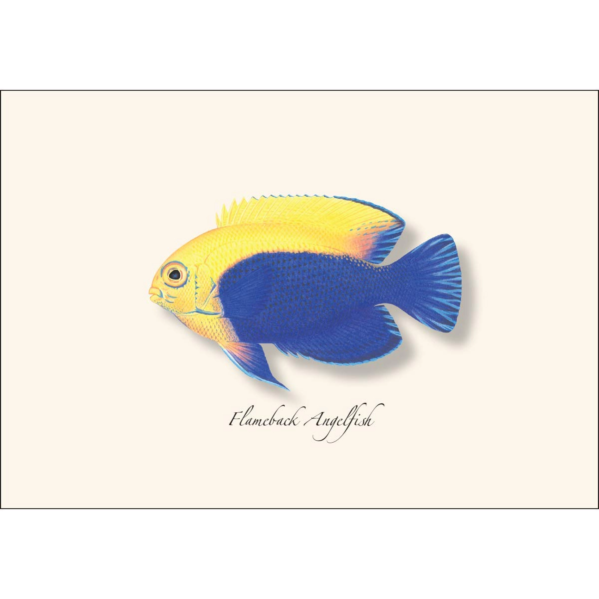 Earth Sky + Water Caribbean Fish Assortment Notecard Set - 8 Blank Cards with Envelopes