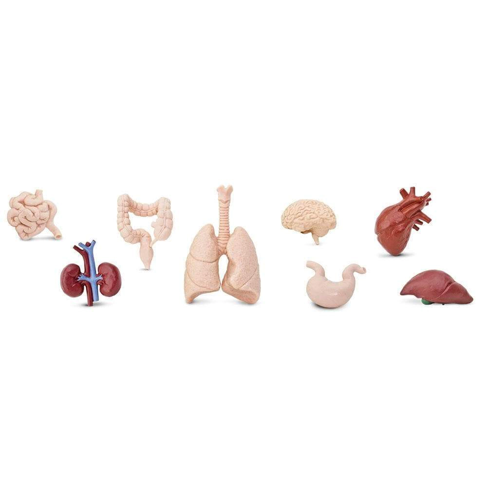 Safari Ltd. - Human Organs TOOB - contains 8 Mini Figurines