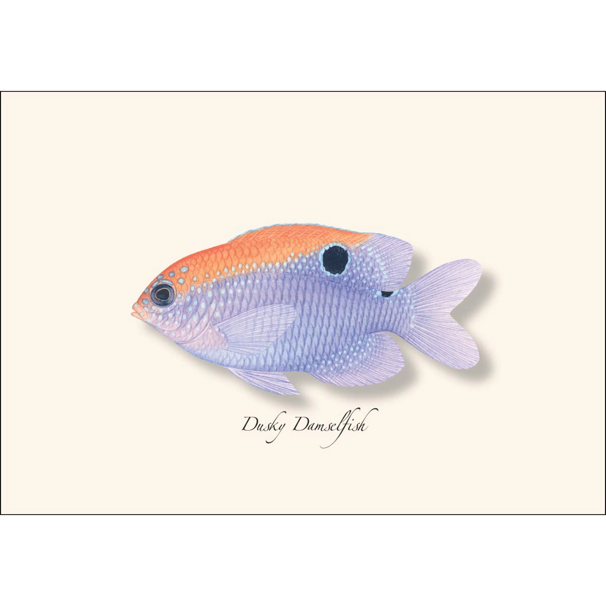 Earth Sky + Water Caribbean Fish Assortment Notecard Set - 8 Blank Cards with Envelopes