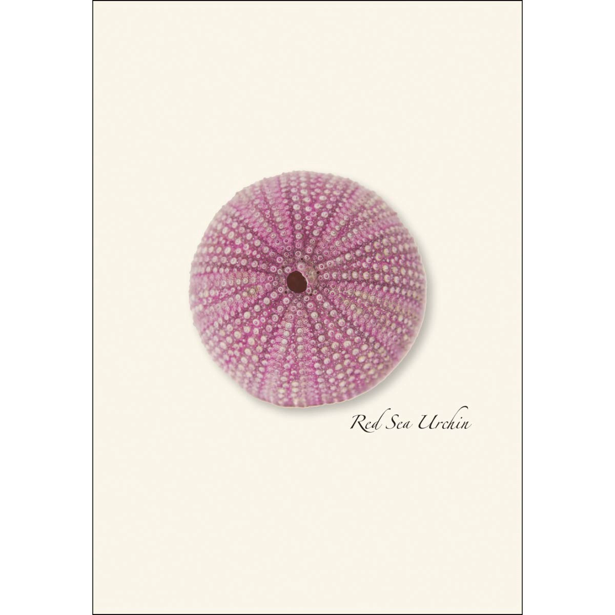 Earth Sky + Water Sea Urchin Notecard Set - 8 Blank Cards with Envelopes, 2 Each of 4 Designs