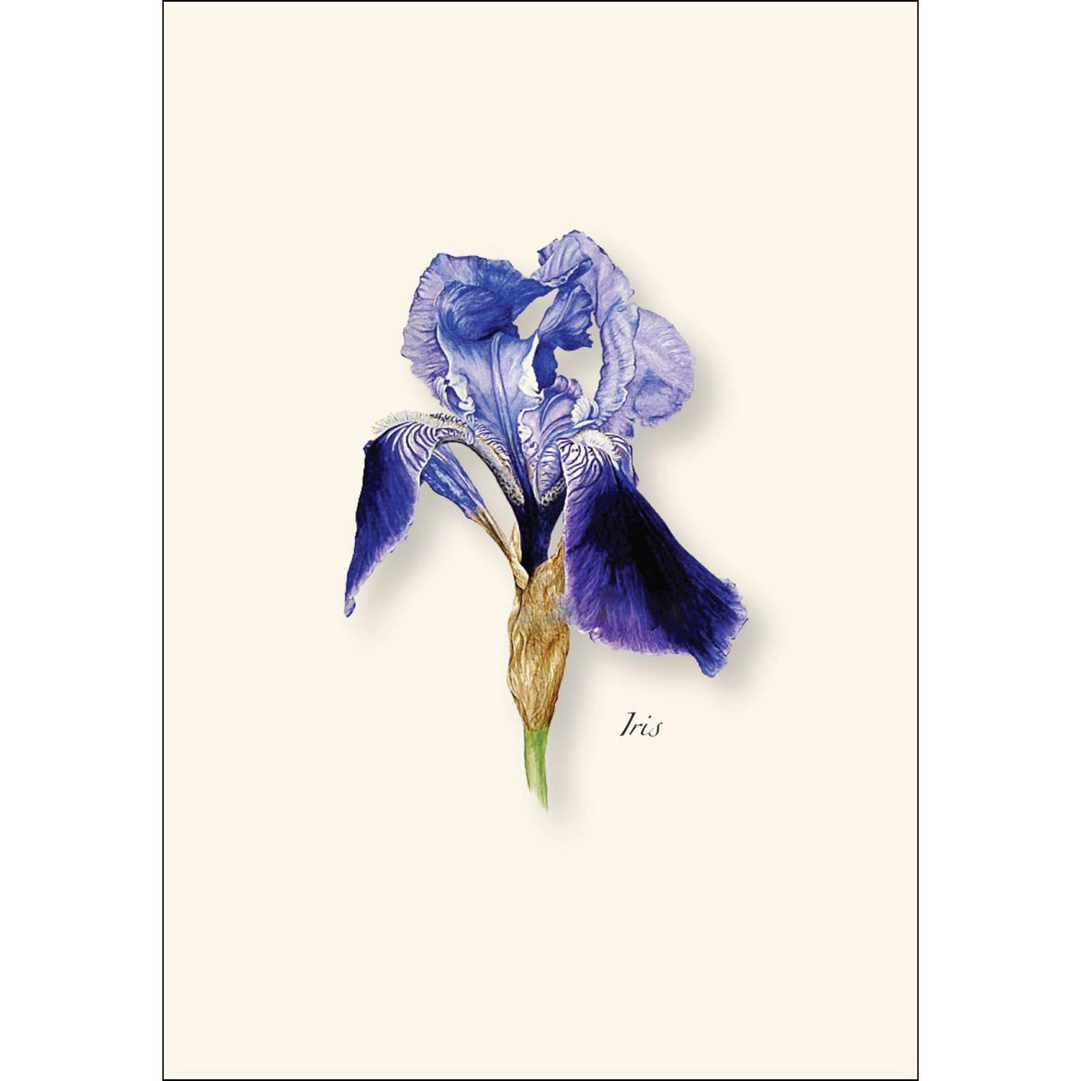 Earth Sky + Water Iris Notecard Set - 8 Blank 3.5 x 5 in Cards with Envelopes