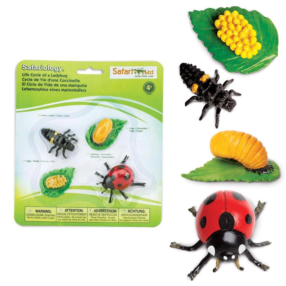 Safari Ltd. - Life Cycle of a Ladybug - Miniature Lifecycle Collection Toy