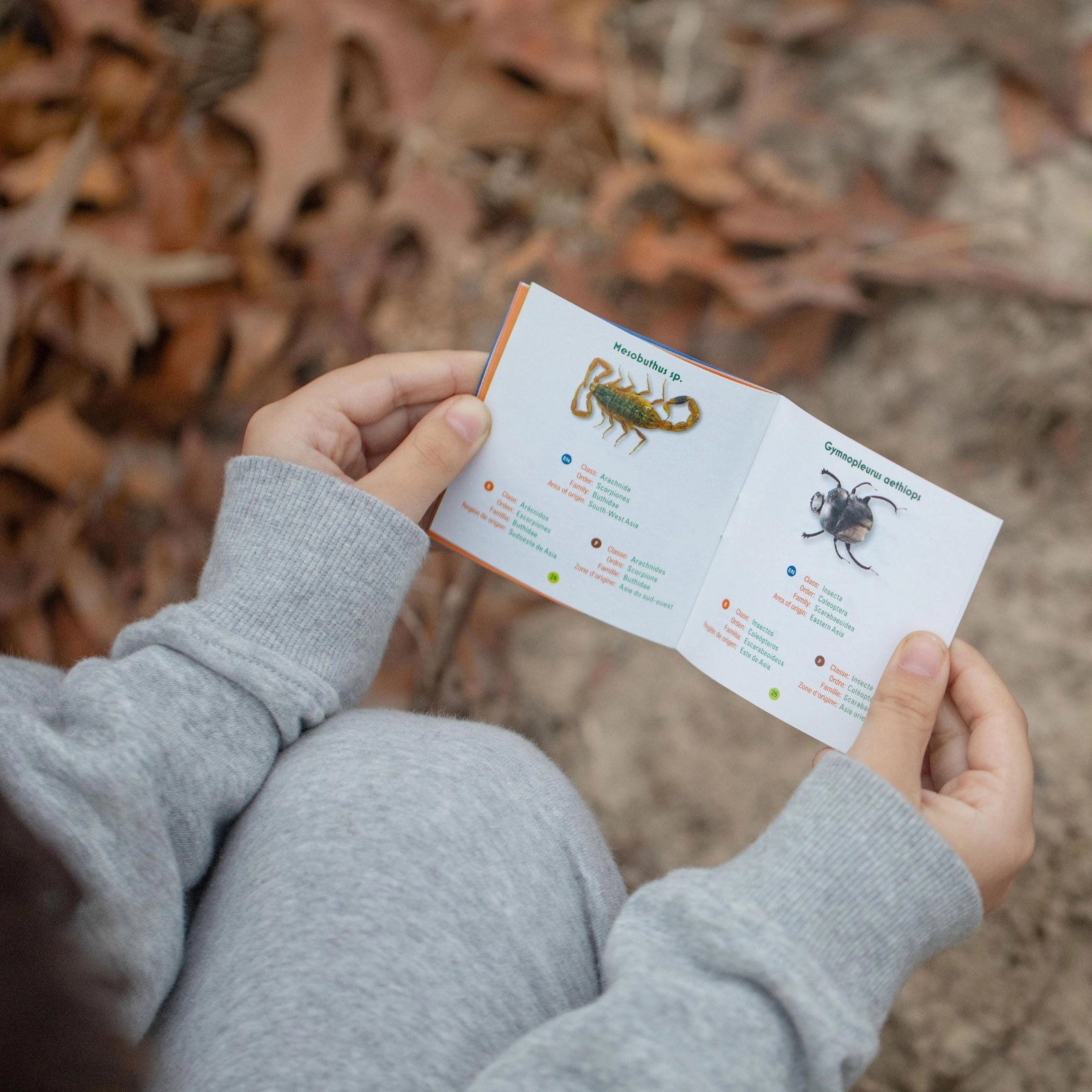 Geoworld - Bug's World - Collection of 10 Real Insects Kids Set
