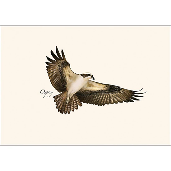 Earth Sky + Water Osprey Notecard Set - 8 Blank Cards with Envelopes