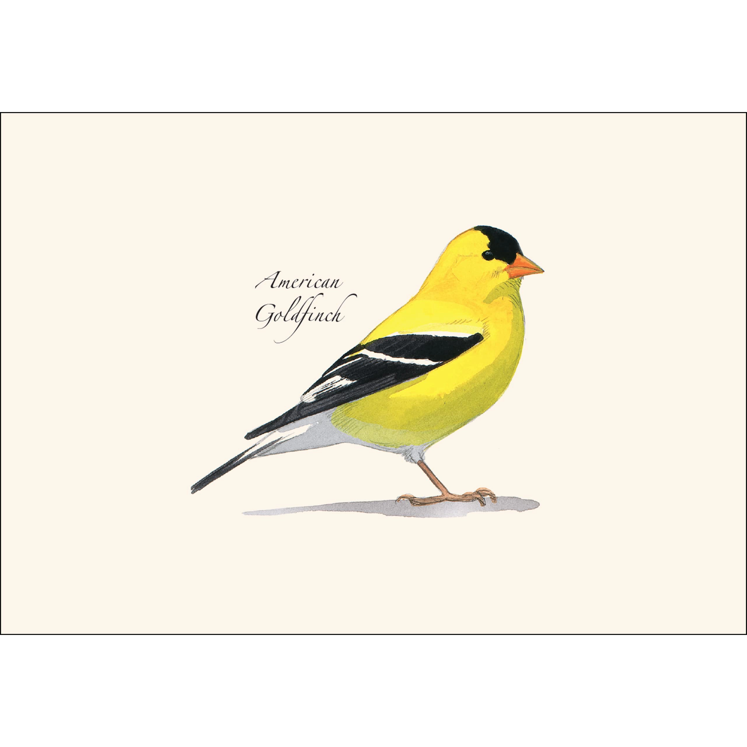 Earth Sky + Water Sibley American Goldfinch Notecard Set - 8 Blank 3.5 x 5 in Cards with Envelopes