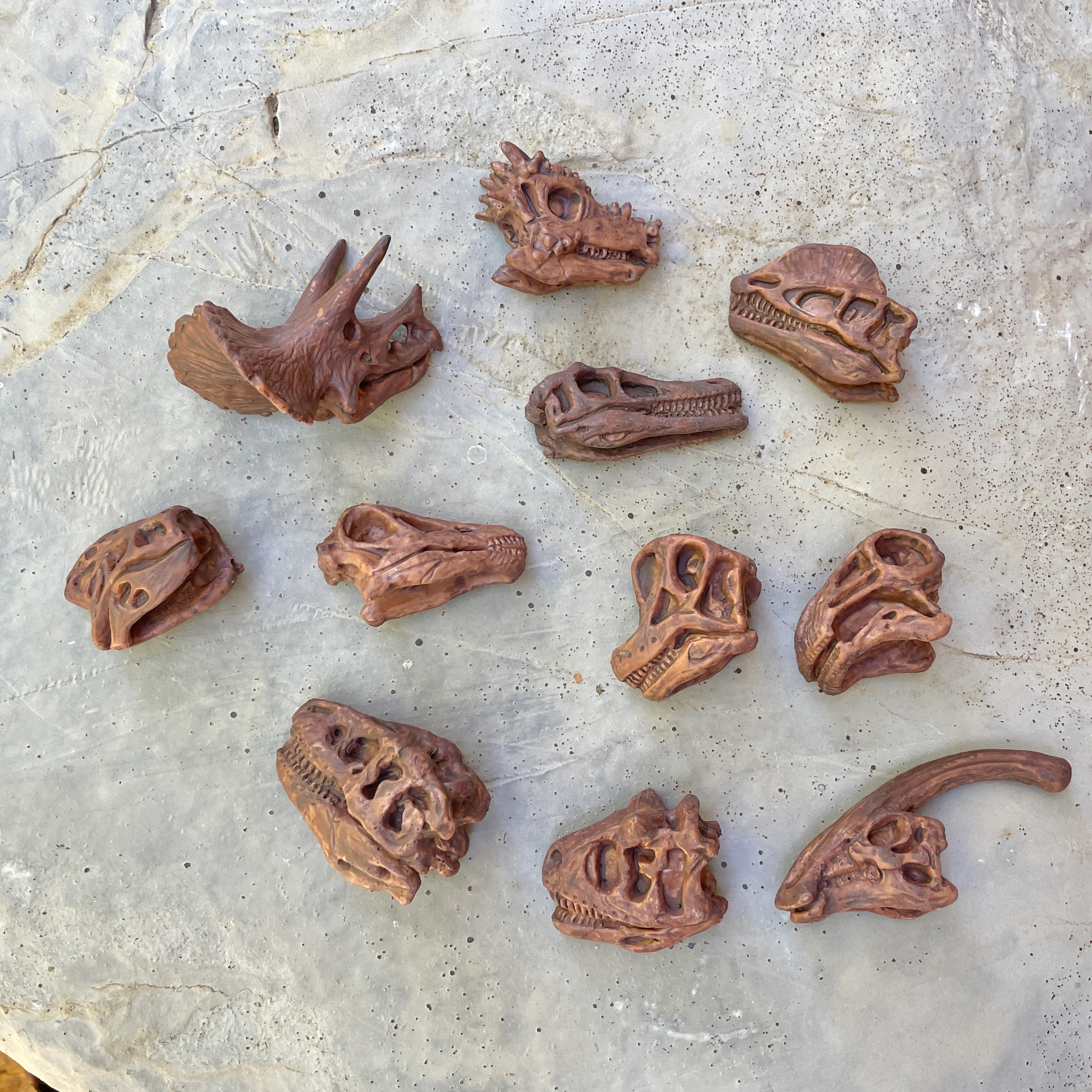 Safari Ltd. - Dinosaur Skulls TOOB - contains 11 Mini Figurines