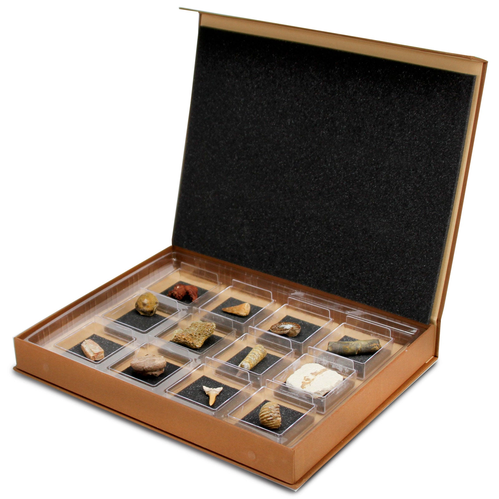 Geoworld - The Nature Collection - Fossils Set 2- Kids Set