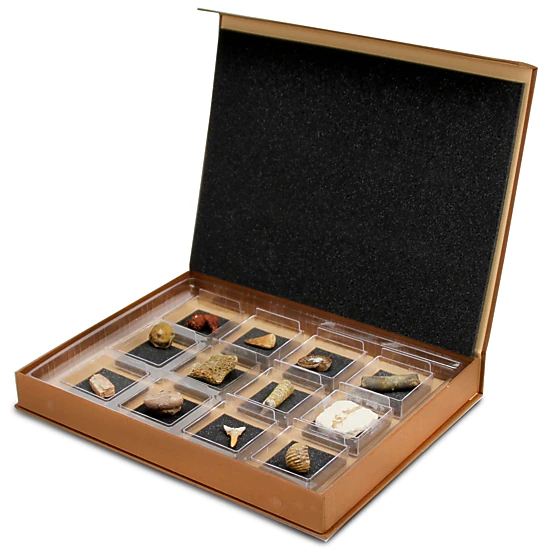 Geoworld - The Nature Collection - Fossils Set 2- Kids Set