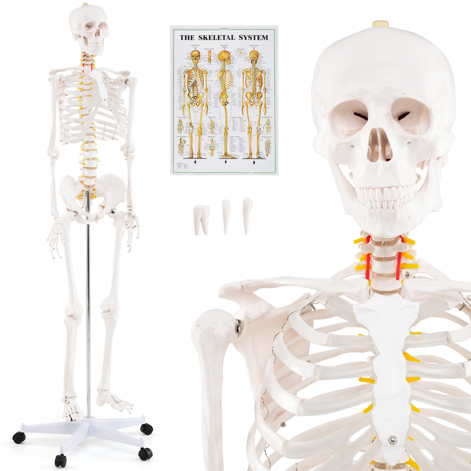 LJG 70.8 Inch Human Skeleton Model for Anatomy