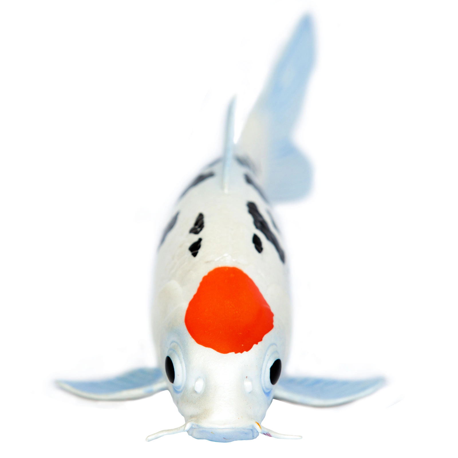 Safari Ltd. - Koi Fish - Tancho Kids Toy Figure