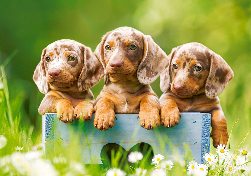 CASTORLAND 500 Piece Jigsaw Puzzles, Cute Dachshunds , Animal puzzle, Dogs, Puppies, Adult Puzzle, Castorland B-53605