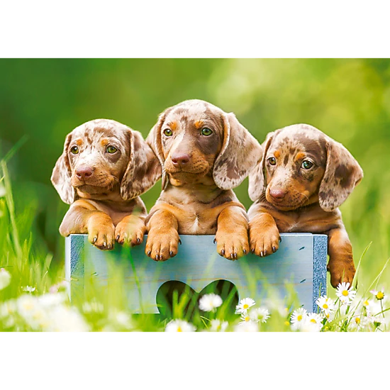 CASTORLAND 500 Piece Jigsaw Puzzles, Cute Dachshunds , Animal puzzle, Dogs, Puppies, Adult Puzzle, Castorland B-53605