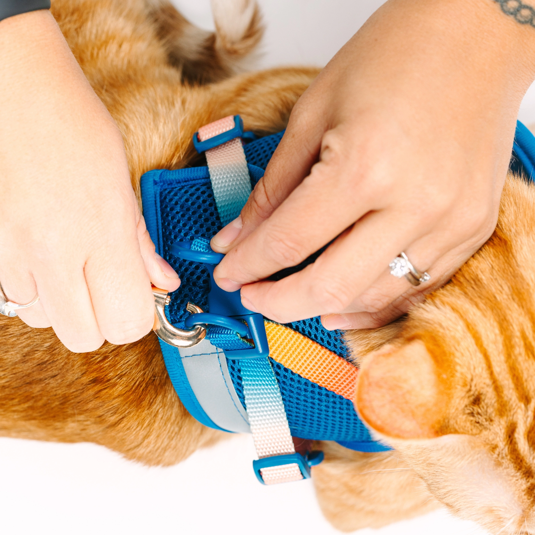 Pink Papyrus Cat Harness and Leash Set