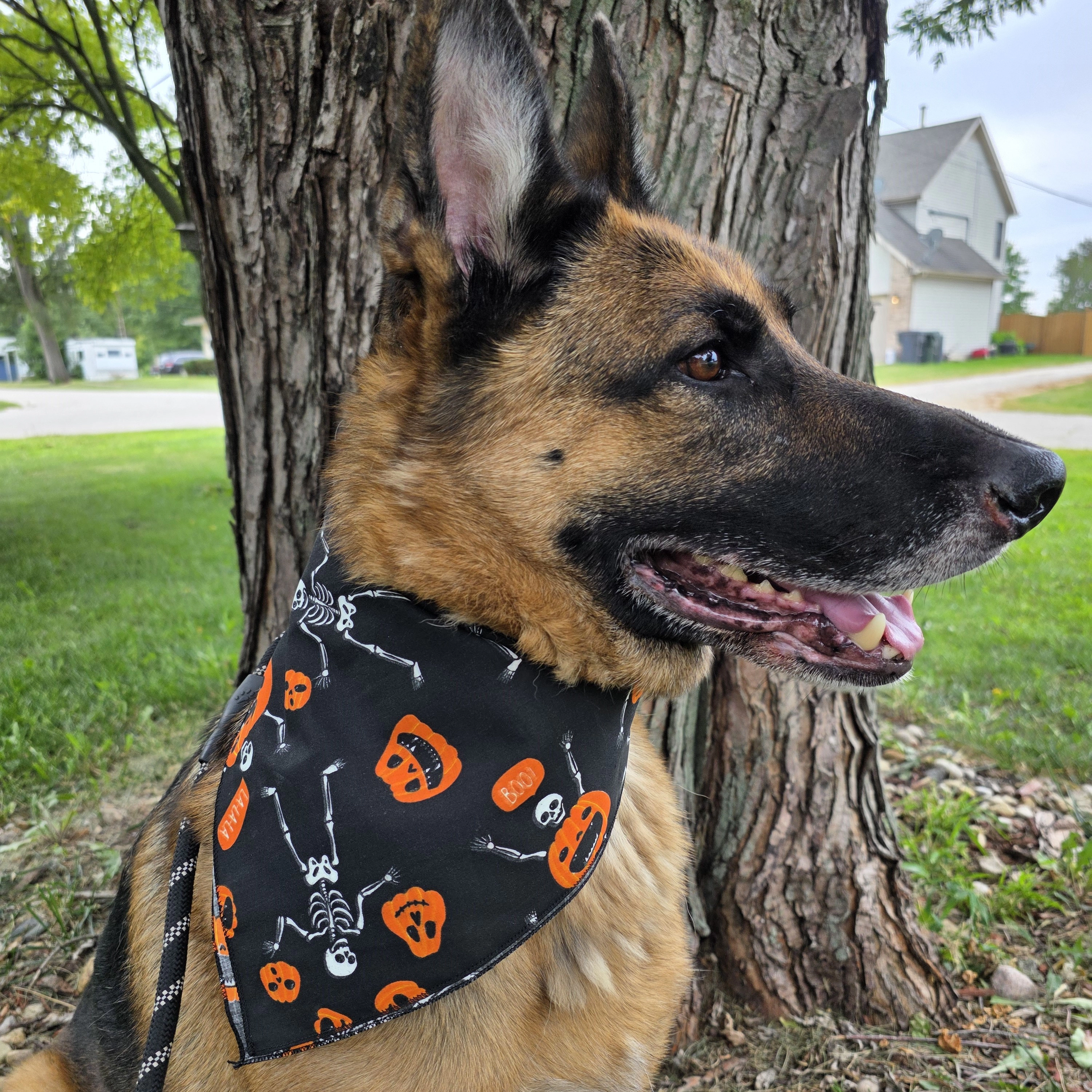 CTM Glow in the Dark Skeletons and Pumpkins Halloween Print Holiday Bandana