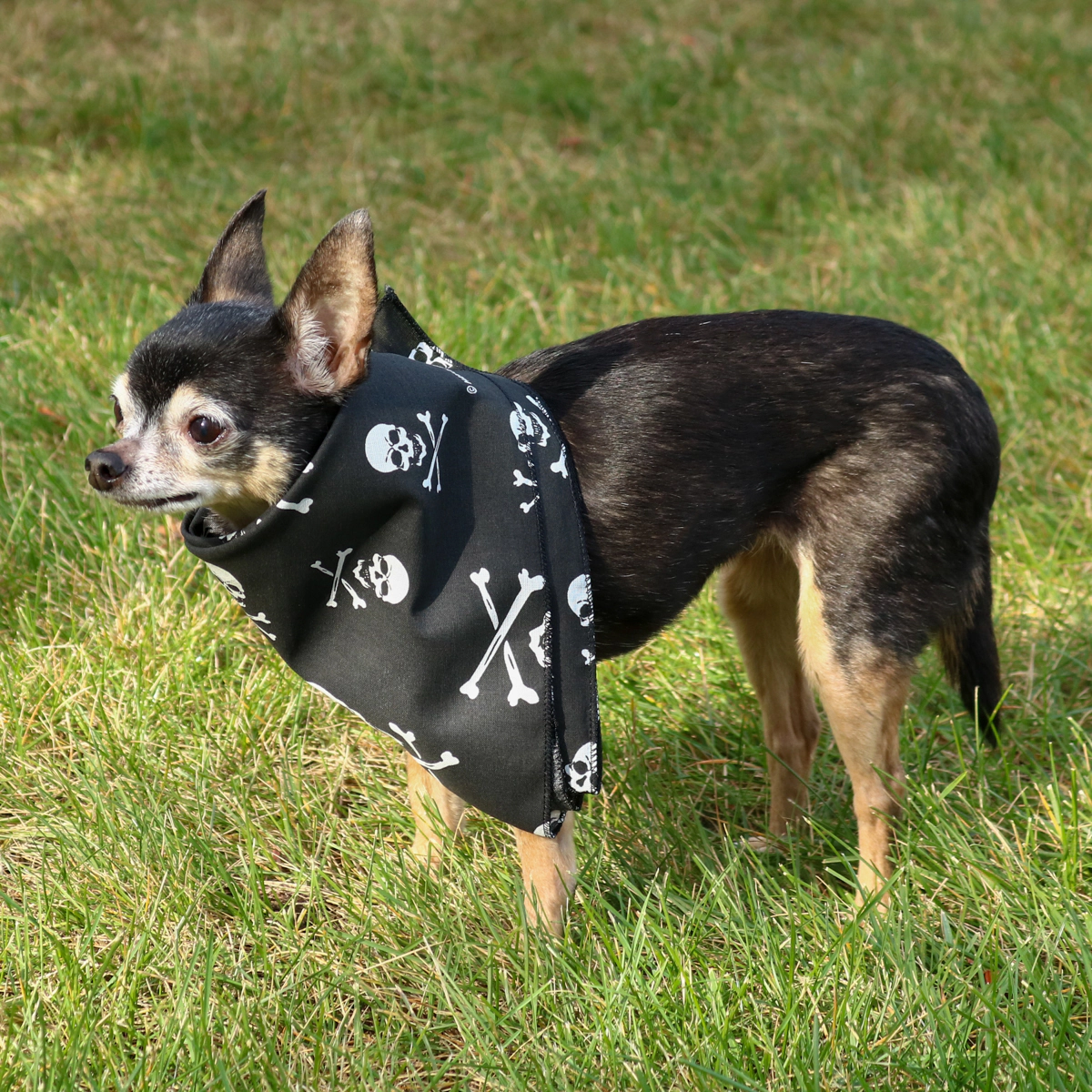 CTM Skull & Crossbones Bandana