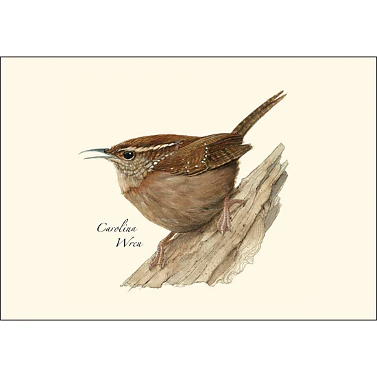 Earth Sky + Water Carolina Wren Notecard Set - 8 Blank Recycled Paper Cards with Envelopes