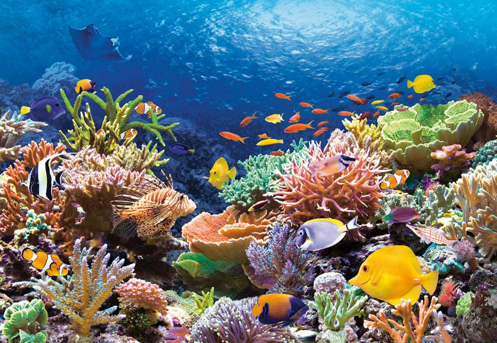 CASTORLAND 1000 Piece Jigsaw Puzzle, Coral Reef Fishes, Sealife, Ocean,
 C-101511-2
