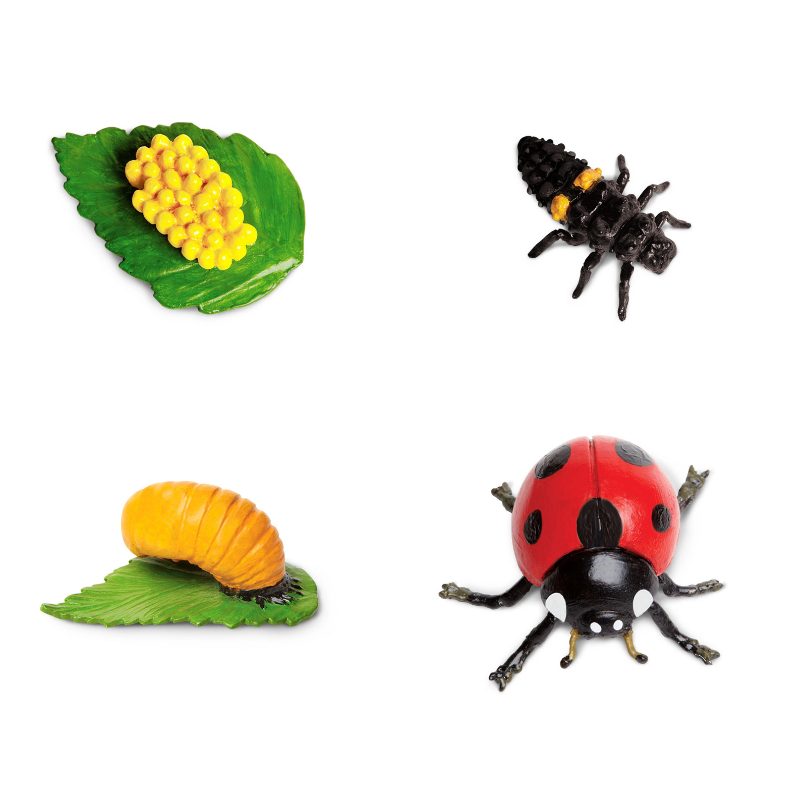 Safari Ltd. - Life Cycle of a Ladybug - Miniature Lifecycle Collection Toy
