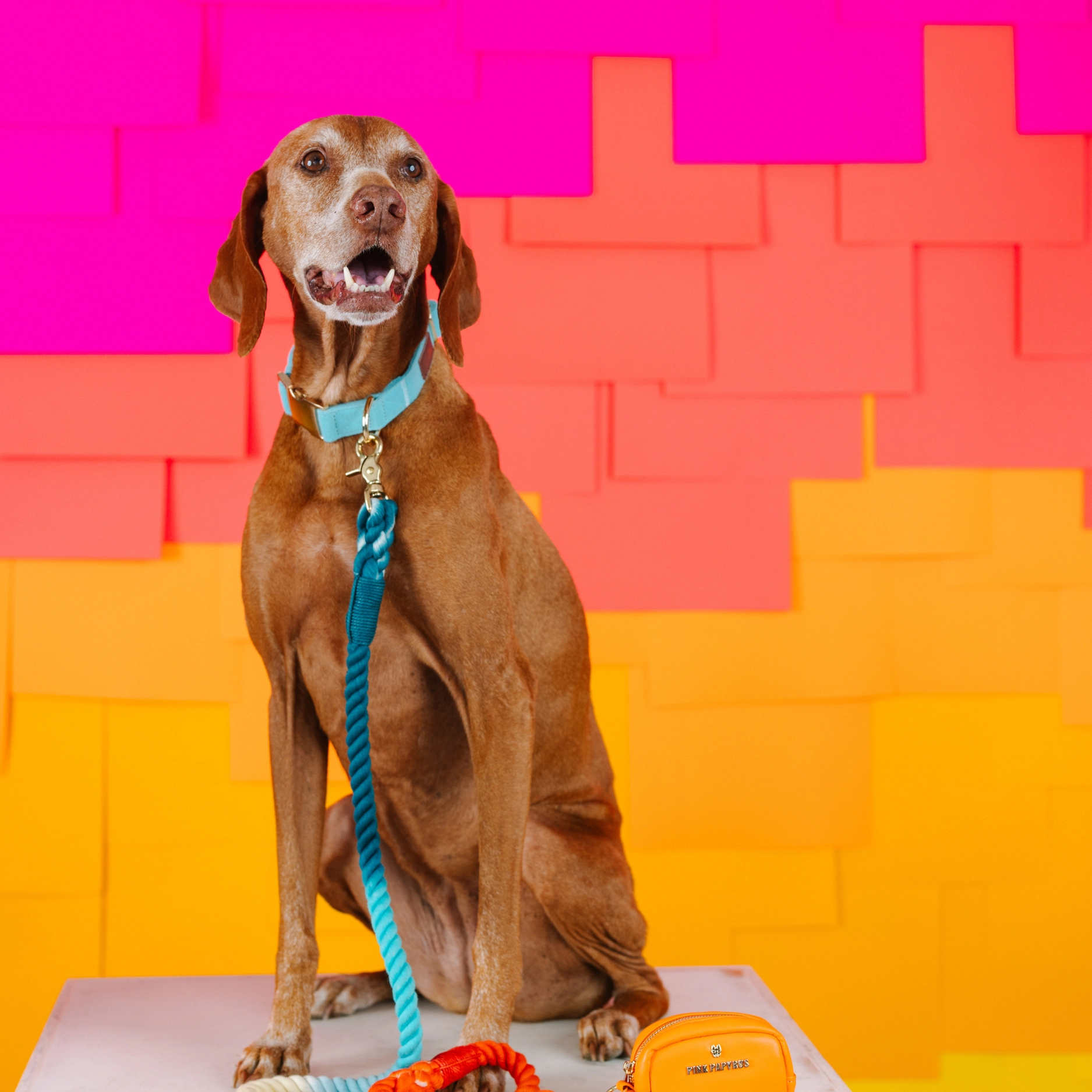 Pink Papyrus Perry Dog Collar