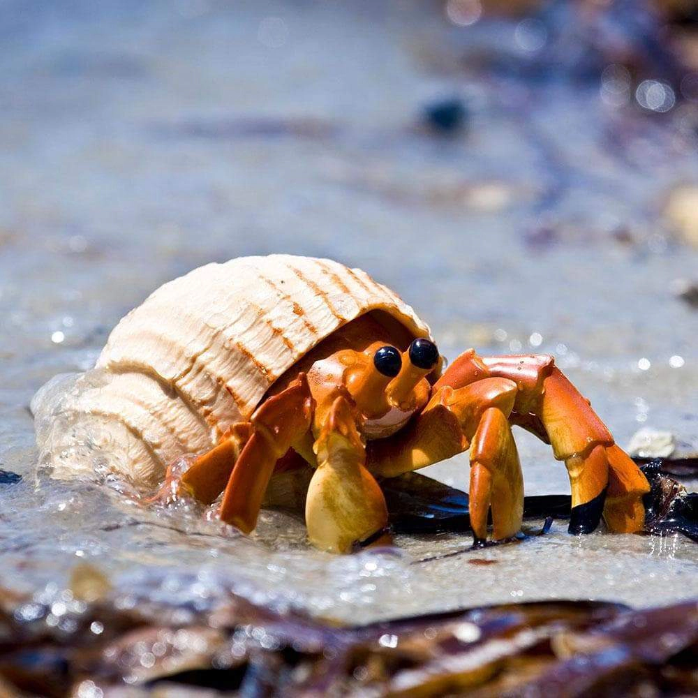 Safari Ltd. - Hermit Crab Kids Toy Figure