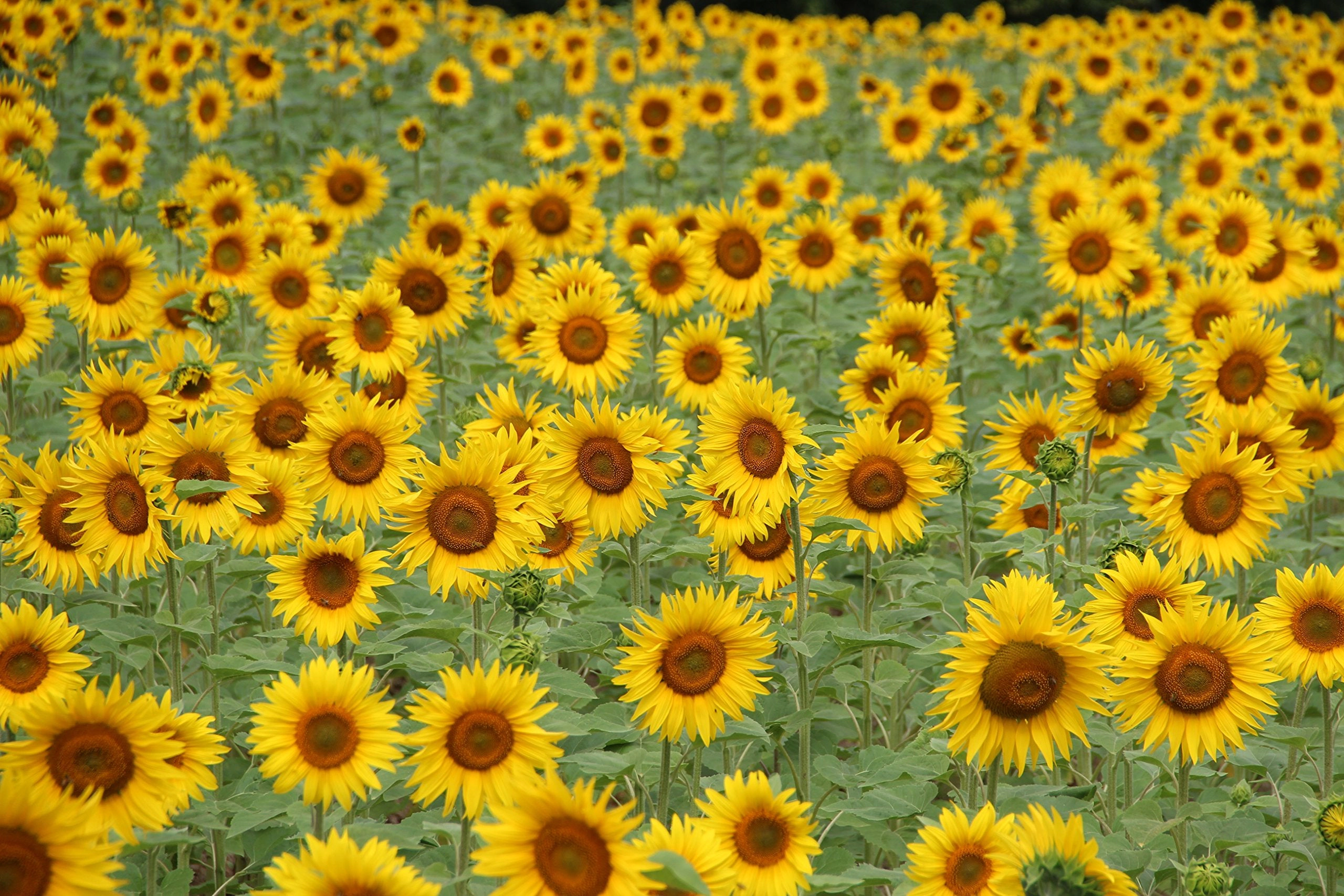 Jonsteen Company Giant Sunflower Kit - Hundreds of Jumbo Sunflower Seeds for Planting, Yields Edible Seeds
