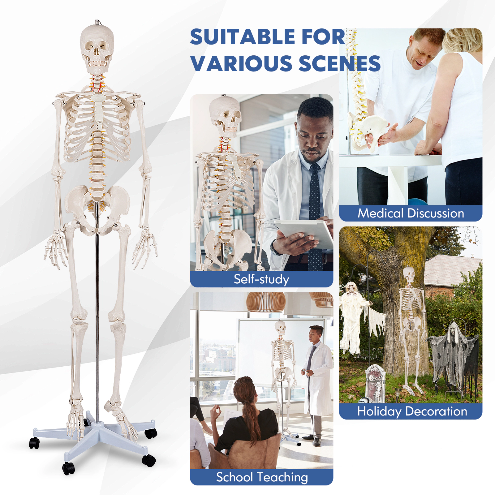 SUGIFT Life-Size Human Skeleton Anatomy Model for Teaching with Skull Cap and Rolling 5-Claw Metal Stand White
