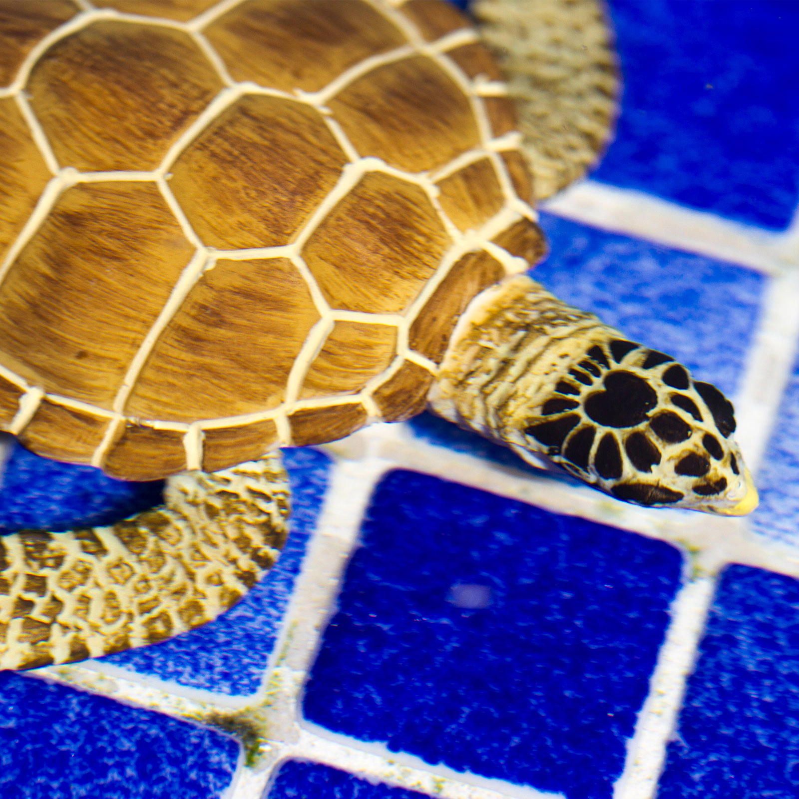 Safari Ltd. - Loggerhead Turtle Kids Toy Figure