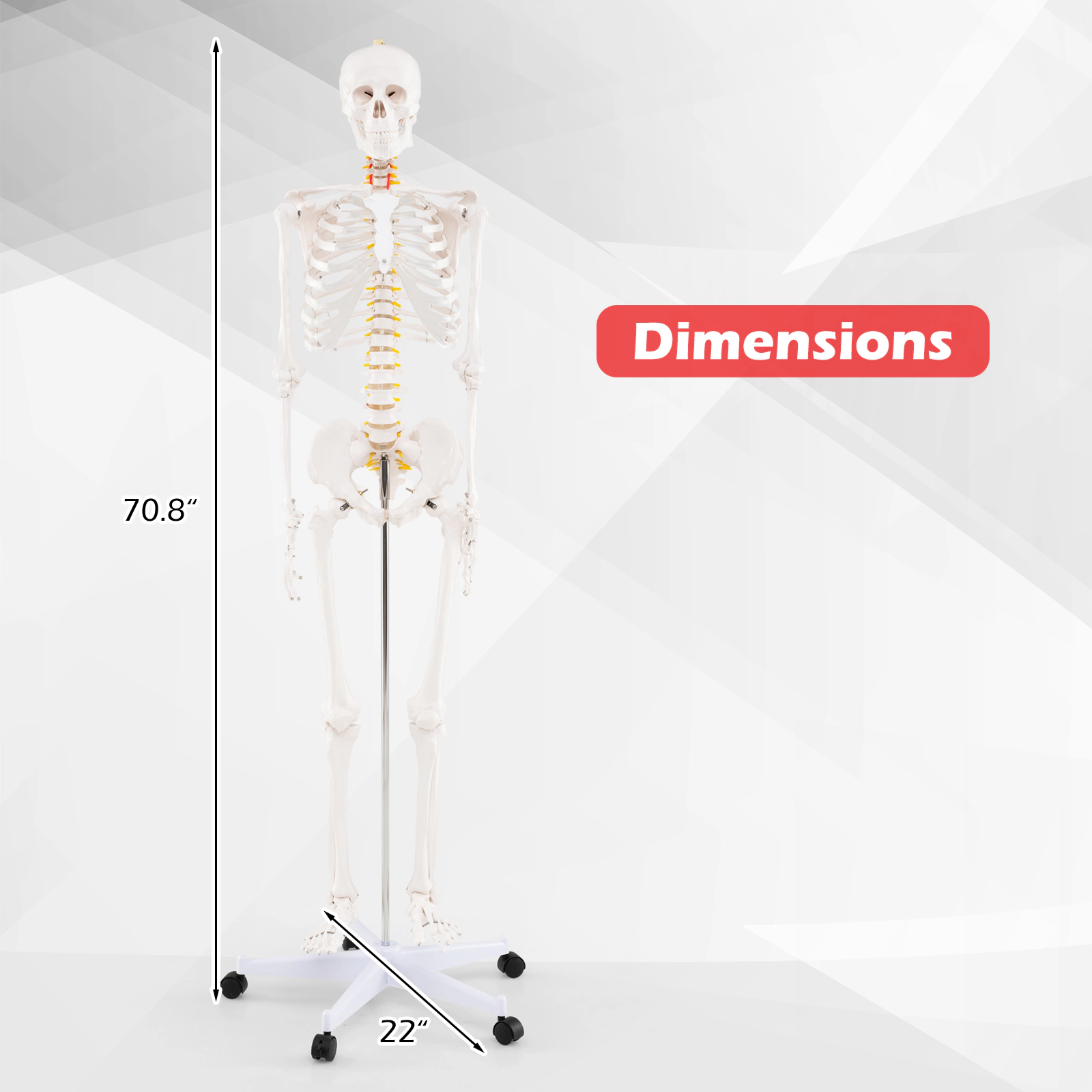 LJG 70.8 Inch Human Skeleton Model for Anatomy