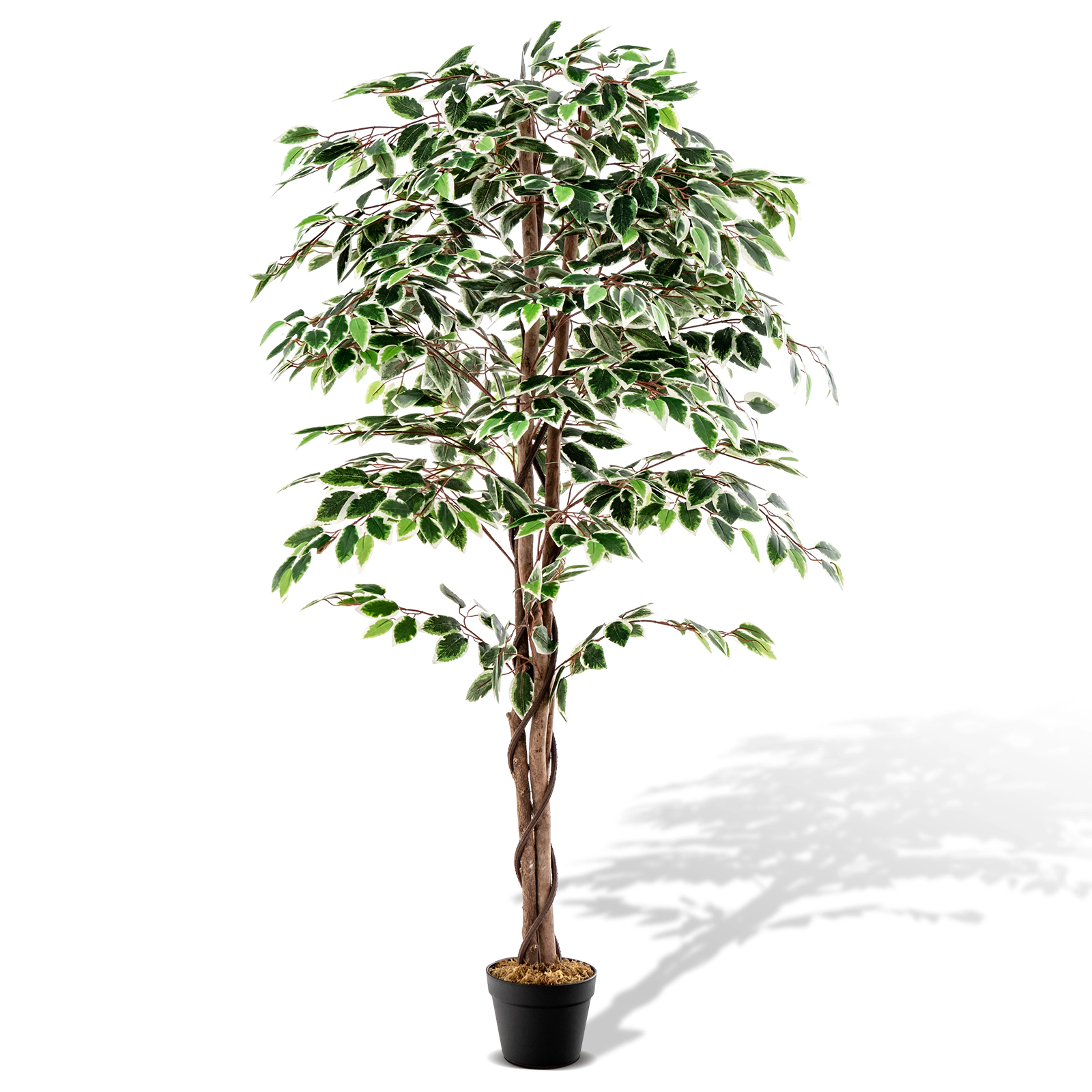 SUGIFT 65-in Tall Artificial Ficus Tree with 1008 White-Edged Leaves Solid Wood Trunk and Dried Moss